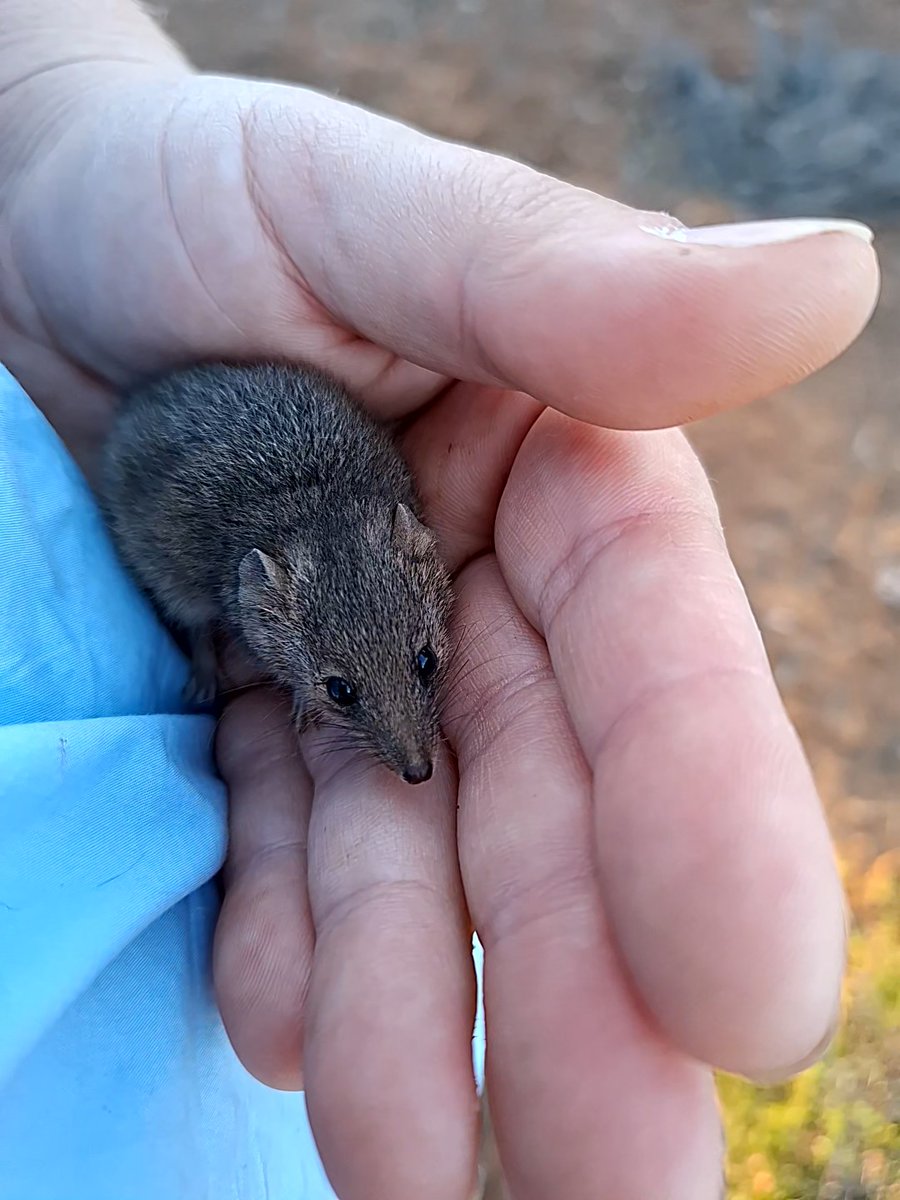 Dr Emily Scicluna 🌏 tweet media