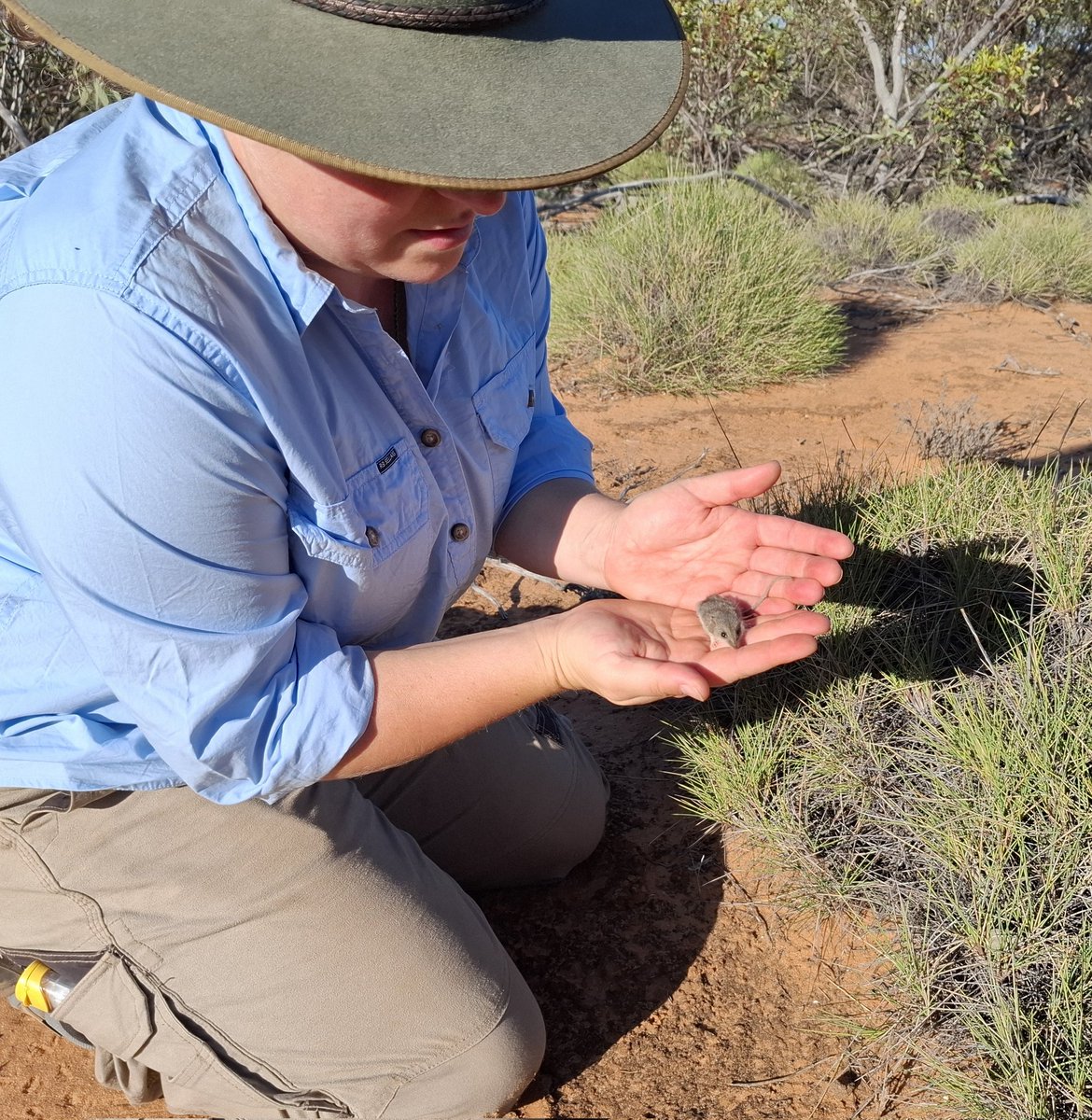 Dr Emily Scicluna ๐ (@drdunnart) on Twitter photo Today's #dasyurids...
Southern #ningaui (Ningaui yvonneae) and slender-tailed #dunnart (Sminthopsis murina)
#womeninscience #ecology #fieldwork #science
<a href="/HeatherNeilly/">Heather Neilly</a> <a href="/calperum/">CalperumStationOfficial</a> Today's #dasyurids...
Southern #ningaui (Ningaui yvonneae) and slender-tailed #dunnart (Sminthopsis murina)
#womeninscience #ecology #fieldwork #science
<a href="/HeatherNeilly/">Heather Neilly</a> <a href="/calperum/">CalperumStationOfficial</a>