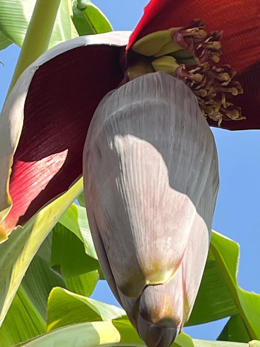 First bananas from our banana circle — fed entirely on greywater (yep, that’s washing machine &amp; dishwater magic for you!). 🍌💧 

No waste, just smart reuse.

Can’t wait for them to ripen and show off what sustainability tastes like!
#GreywaterMagic #Permaculture