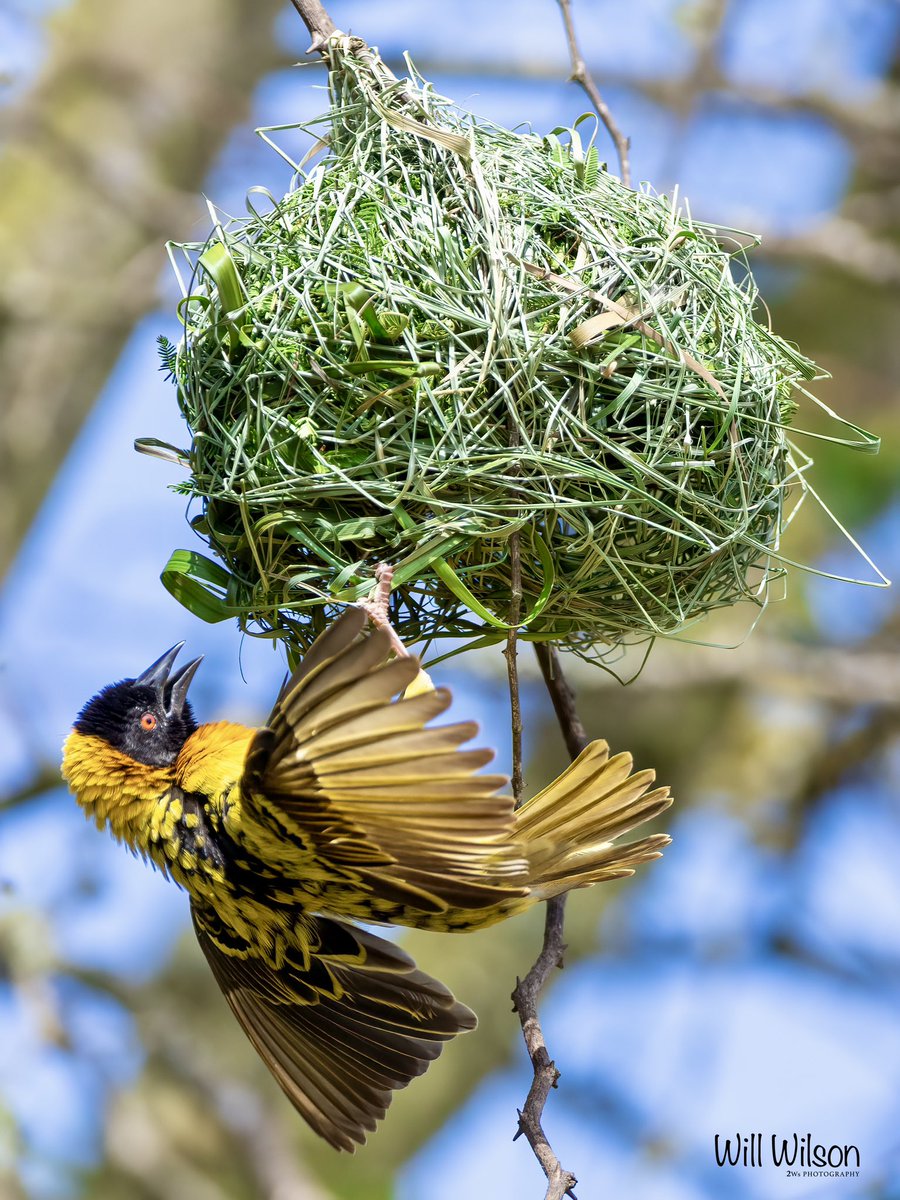Will Wilson (@2wsphotography) on Twitter photo A male Village Weaver display under his nest to attract a mate.
📍<a href="/AkageraPark/">Akagera National Park</a> in #Rwanda #RwOX #BirdTwitter #VisitRwanda A male Village Weaver display under his nest to attract a mate.
📍<a href="/AkageraPark/">Akagera National Park</a> in #Rwanda #RwOX #BirdTwitter #VisitRwanda