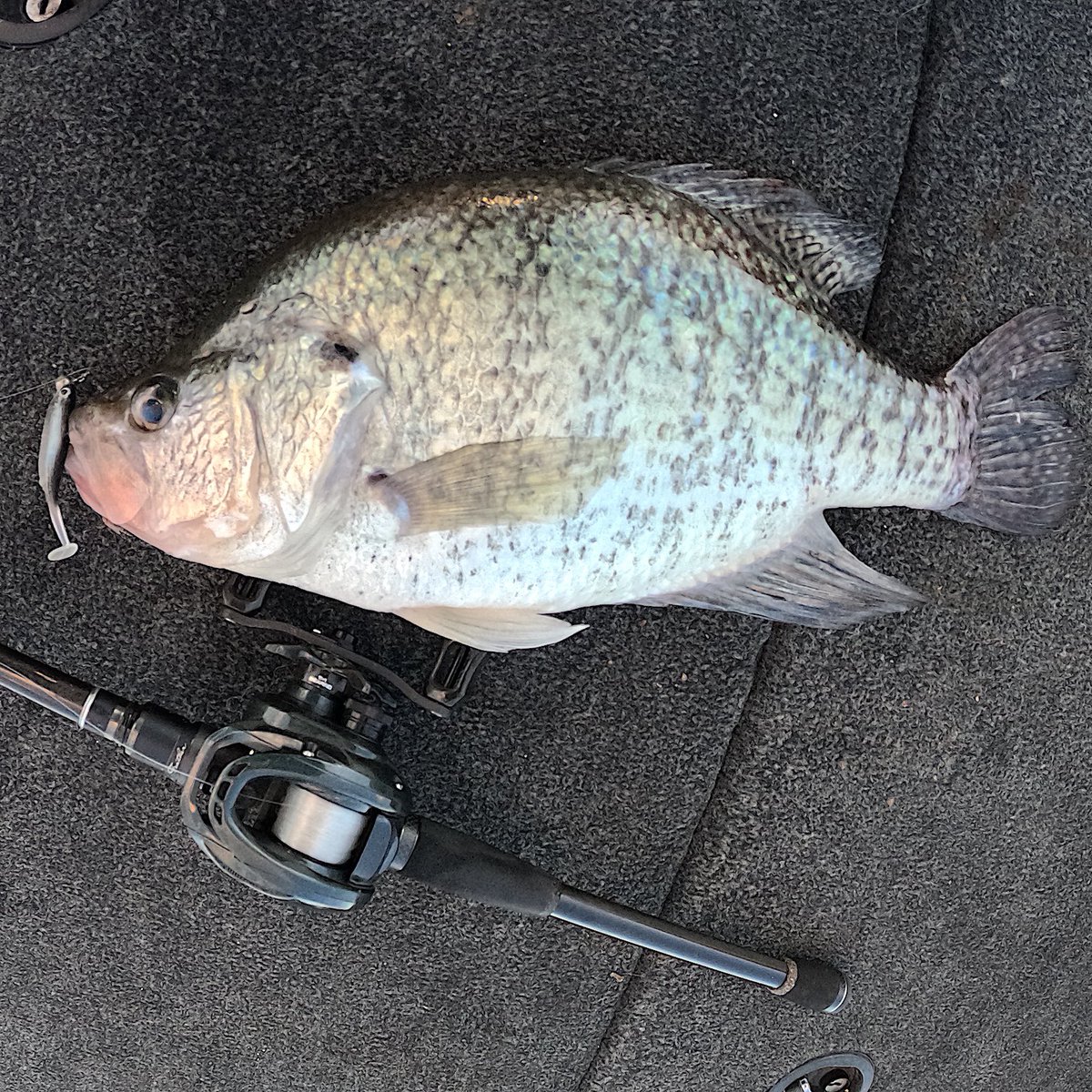 Join Kentucky Lake Crappie Fishing facebook.com/share/g/1G7QPQ…