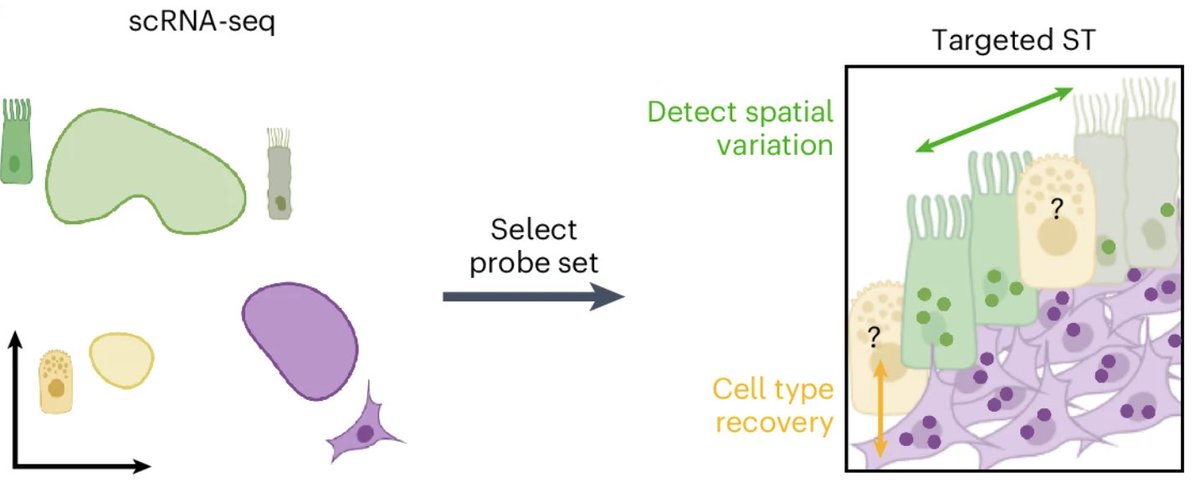 Fabian Theis (@fabian_theis) on Twitter photo Need to design your next Xenium/CosMx/Merfish experiment? Spapros, now out <a href="/naturemethods/">Nature Methods</a>, allows for probe set selection for target spatial tx. Led by <a href="/KuemmerleLouis/">Louis Kuemmerle</a>, it optimizes both cell type ID & within-cell type variation. nature.com/articles/s4159… github.com/theislab/spapr… Need to design your next Xenium/CosMx/Merfish experiment? Spapros, now out <a href="/naturemethods/">Nature Methods</a>, allows for probe set selection for target spatial tx. Led by <a href="/KuemmerleLouis/">Louis Kuemmerle</a>, it optimizes both cell type ID & within-cell type variation. nature.com/articles/s4159… github.com/theislab/spapr…