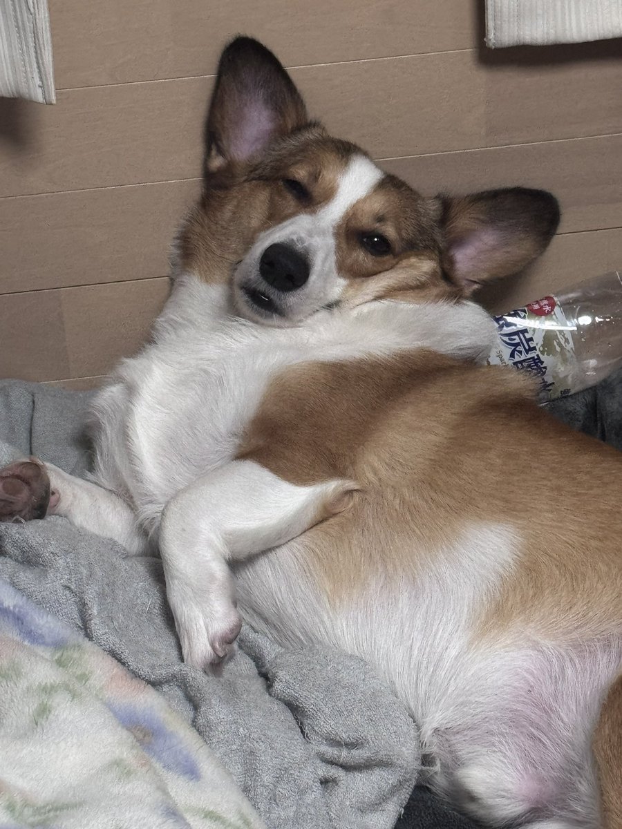 この最近の貫禄（笑）

ペットポトルを枕にしたりしてる（笑）おっさんやん！

#コーギー #Corgi  #コーギーのいる暮らし #子犬 #お友達募集中 #LGBTQ