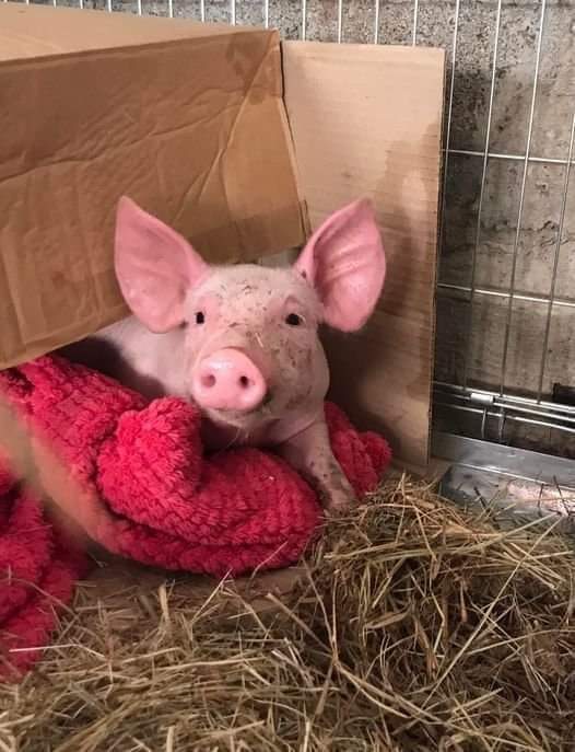Le miracle du jour 😍

Une rescapée de l’enfer, tombée d’un camion quelque part en Bretagne 
Destinée à l’abattoir ou à l’engraissement concentrationnaire, trouvée échouée le long d’une route où passent tant de convois de milliers de ses frères condamnés 
Blessée par sa chute