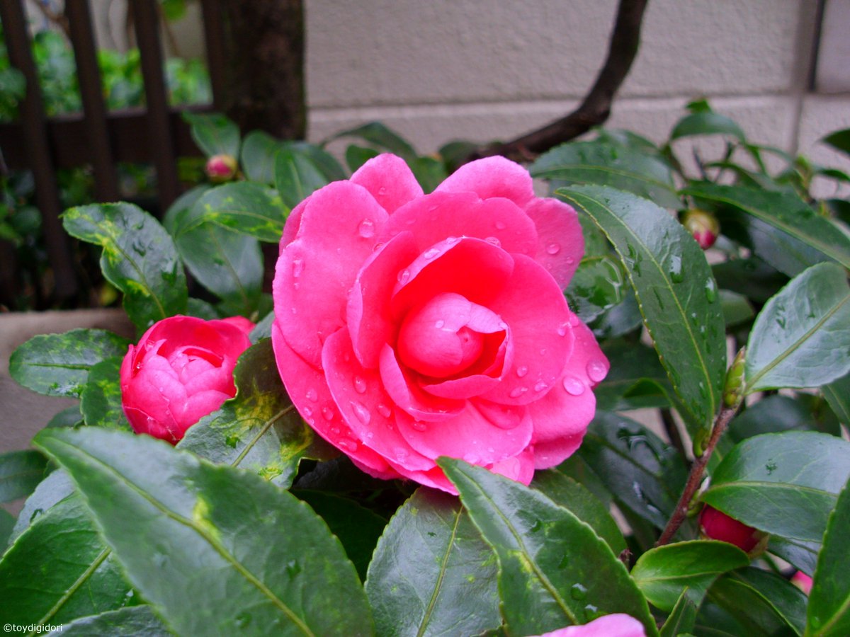 toydigidori's tweet photo. 雨ニ咲ク
blooming in the rain.  

#クラシックデジカメ 
#AGFA #Compact100 
#キリトリセカイ https://t.co/JXBnD1RX63