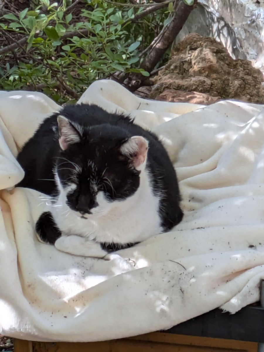 OpenEye95053629's tweet photo. Es #ABU, un abandono, apareció de repente en la colonia y se 
quedó, busca la compañía humana.
Necesita un hogar donde reponerse, es mimoso, dulce y
muy dócil 🙏🏻
#Valencia @4catsVLC 
☎️ 678 34 76 73 
#Adopcion #Acogida para #ABU
tiene que salir de la calle ‼️🆘 https://t.co/yUhIIEEQto