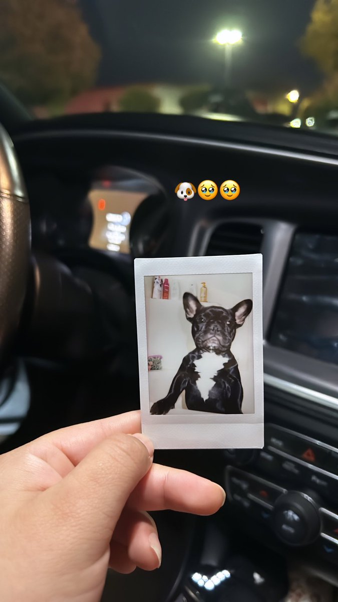 Robles_E72's tweet photo. My baby dog #luna https://t.co/5gJZlUdrrE