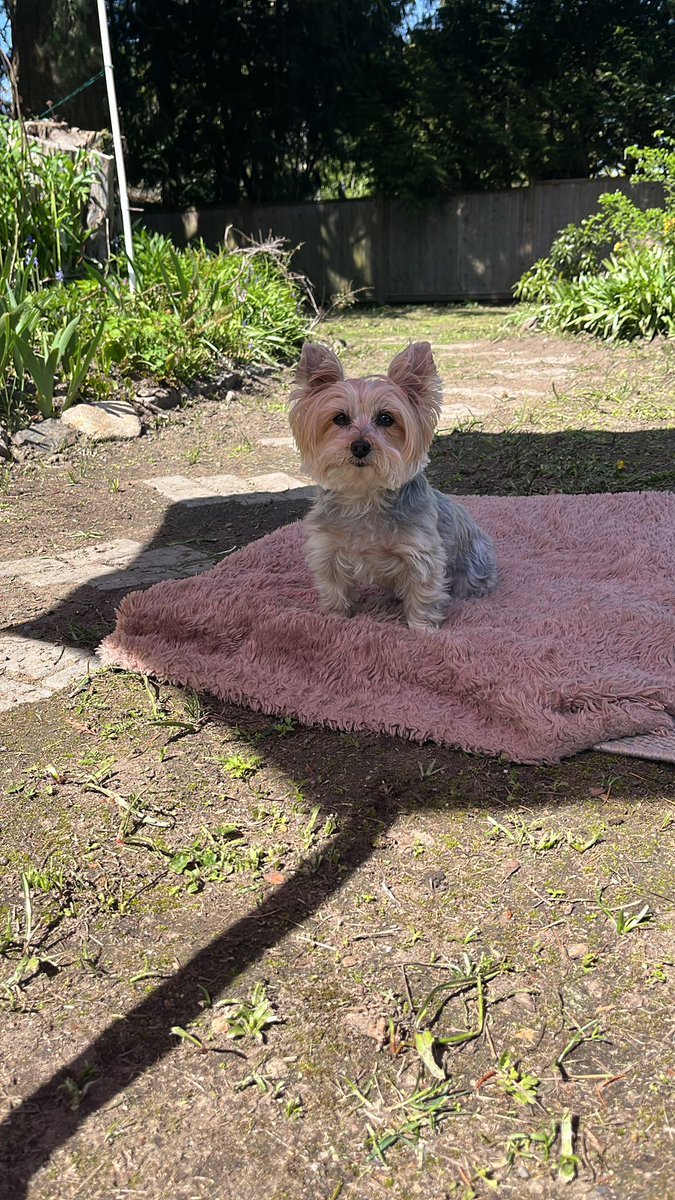 WaggyCoin 🐶 (WAGG) tweet media
