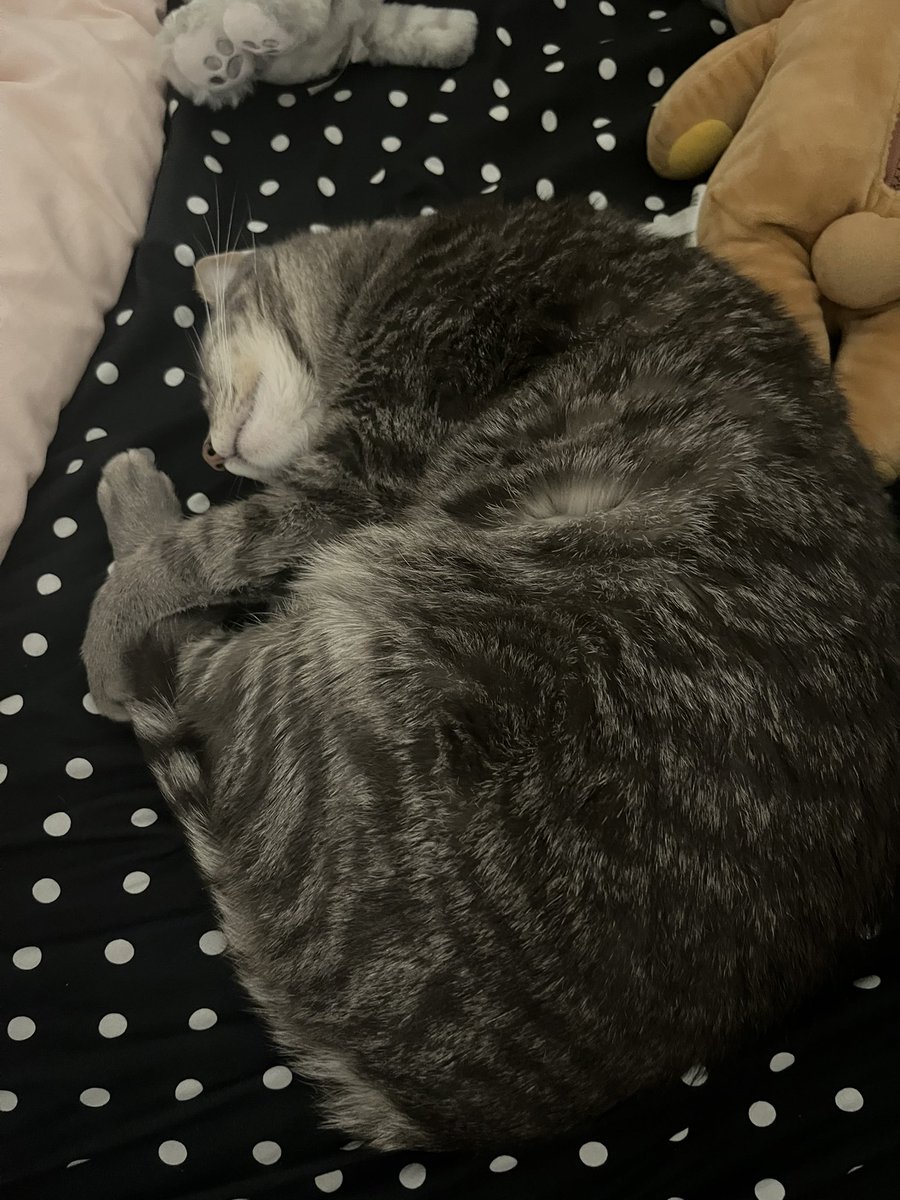 hayleetlr's tweet image. mimimi