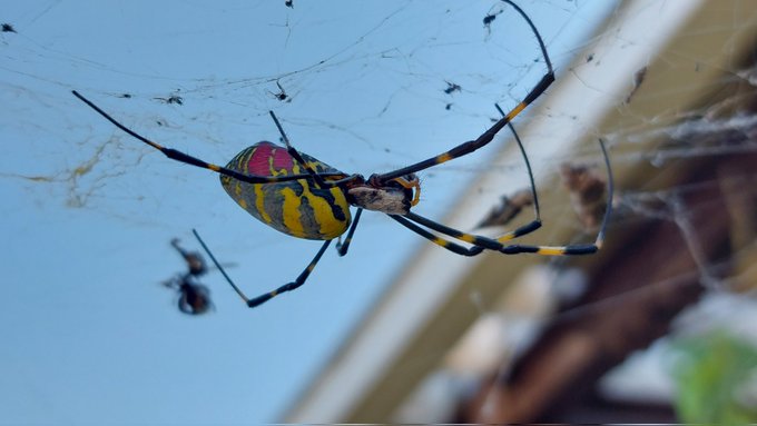 コガネグモ 巣が崩壊してたけどもう直す体力もないのかな

立派な体を見れば分かる
よく頑張った ゆっくりおやすみ 