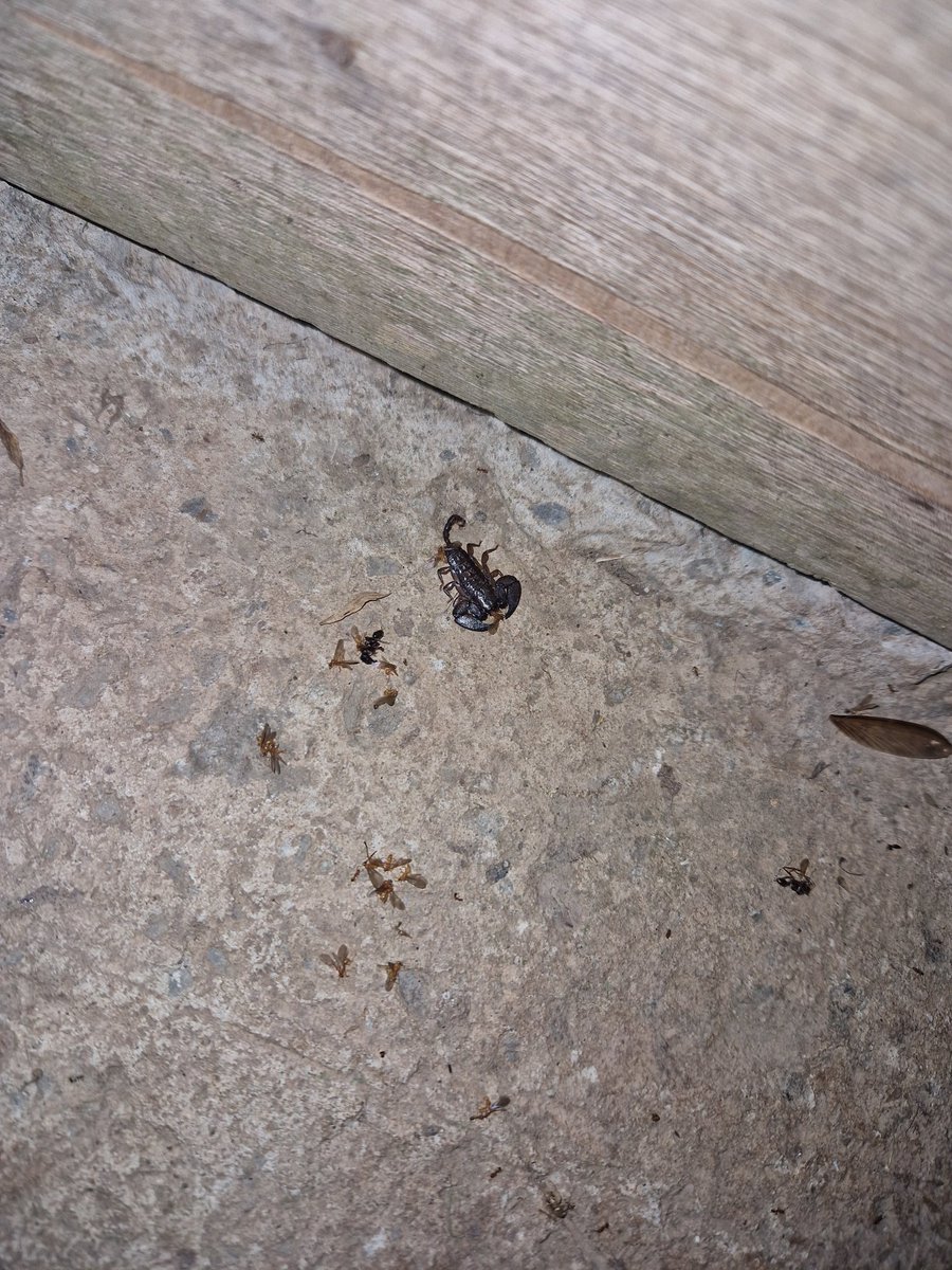 DSFC Classics & Philosophy tweet media