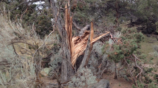 Heavy winds sweep through Central Oregon, toppling trees and causing power outages.

Get my full story here:
ktvz.com/weather/2024/1…