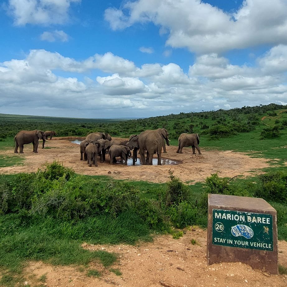 #AddoElephantNationalPark looking lush at the moment!🐘📷Ester Van Der Merwe  #LiveYourWild #WildBackyard <a href="/SANParks/">SANParks</a>