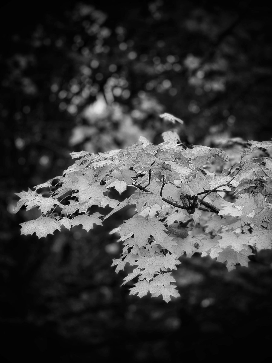 Thoughts, just leaves in the wind 🖤 #ThePhotoHour #mobilephotography #shotoniphone #NatureInspired