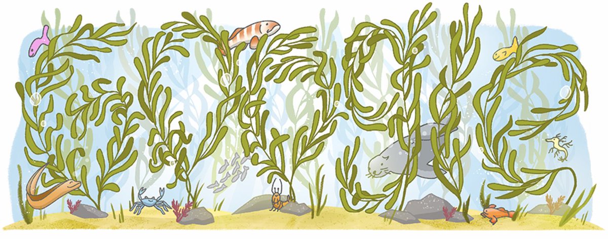 Great Southern Reef Foundation (@gsr_australia) on Twitter photo On this day in 2019, the Great Southern Reef became a <a href="/MissionBlue/">Mission Blue</a> Hope Spot! Today, Google’s homepage honours the GSR with a stunning kelp-themed doodle, spotlighting this unique ecosystem.
Since then, we've shared stories, research, and restoration efforts, showcasing the On this day in 2019, the Great Southern Reef became a <a href="/MissionBlue/">Mission Blue</a> Hope Spot! Today, Google’s homepage honours the GSR with a stunning kelp-themed doodle, spotlighting this unique ecosystem.
Since then, we've shared stories, research, and restoration efforts, showcasing the