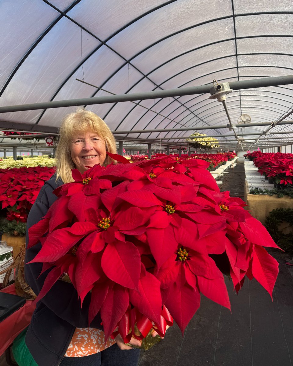 Patterson_Farm's tweet photo. Congratulations to Eva for winning a weekly drawing for an 8” Poinsettia! You can enter at our Greenhouse. We select a winner each Friday! 

#PattersonFarm #PoinsettiaGiveaway #WeeklyDrawing #VisitNCFarms #PattersonFarmInc https://t.co/zAFgPqNScO