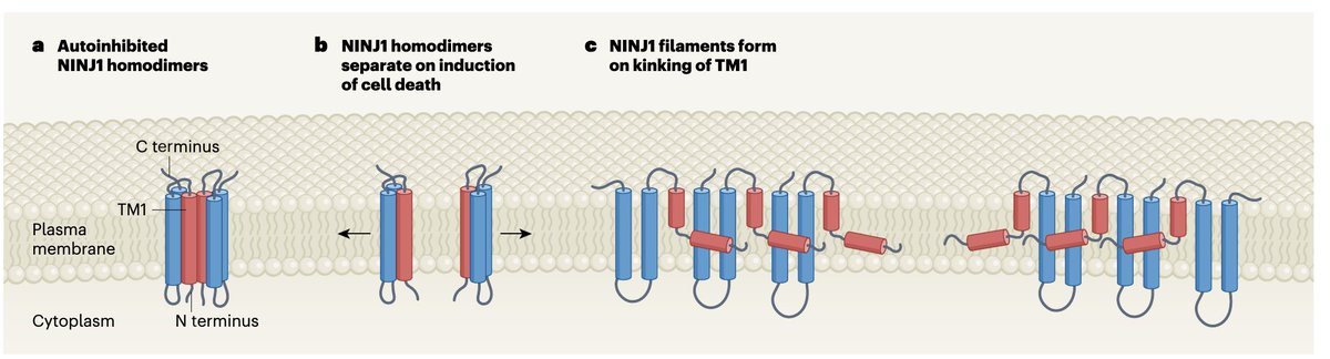 Broz Lab (@broz_lab) on Twitter photo Did you know that NINJ1 exists as an autoinhibited dimer in the PM of cells? In a <a href="/NatureNV/">Nature News & Views</a> <a href="/EBernard1993/">Elliott Bernard</a> and Petr describe new results from <a href="/dixitvishva/">Vishva Dixit</a> and <a href="/IshanDeshpande/">Ishan Deshpande</a>, including a resting structure of NINJ1 with 3 helices! Check it out here: rdcu.be/d2nqH Did you know that NINJ1 exists as an autoinhibited dimer in the PM of cells? In a <a href="/NatureNV/">Nature News & Views</a> <a href="/EBernard1993/">Elliott Bernard</a> and Petr describe new results from <a href="/dixitvishva/">Vishva Dixit</a> and <a href="/IshanDeshpande/">Ishan Deshpande</a>, including a resting structure of NINJ1 with 3 helices! Check it out here: rdcu.be/d2nqH
