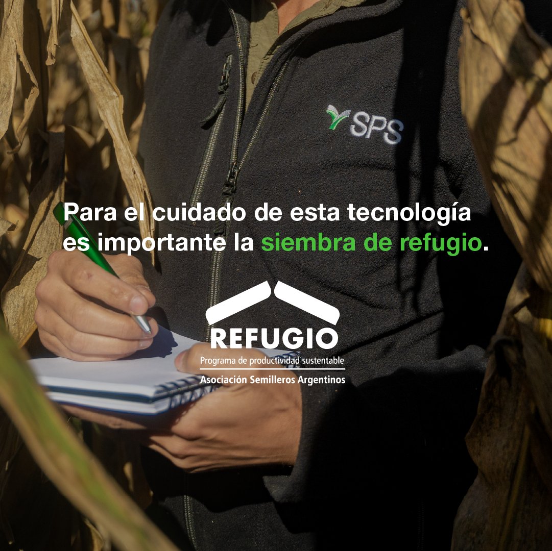 SPS Semillas (@spssemillas) on Twitter photo ¡La biotecnología al servicio de tu lote! 🌱
▶️ Conocé en este carrusel las ventajas de Agrisure VIPTERA3.
Leé las principales características de esta biotecnología para el cuidado de tu cultivo de Maíz, presente en dos híbridos de nuestro porfolio! 💪
#SPS #Valorparacrecer ¡La biotecnología al servicio de tu lote! 🌱
▶️ Conocé en este carrusel las ventajas de Agrisure VIPTERA3.
Leé las principales características de esta biotecnología para el cuidado de tu cultivo de Maíz, presente en dos híbridos de nuestro porfolio! 💪
#SPS #Valorparacrecer
