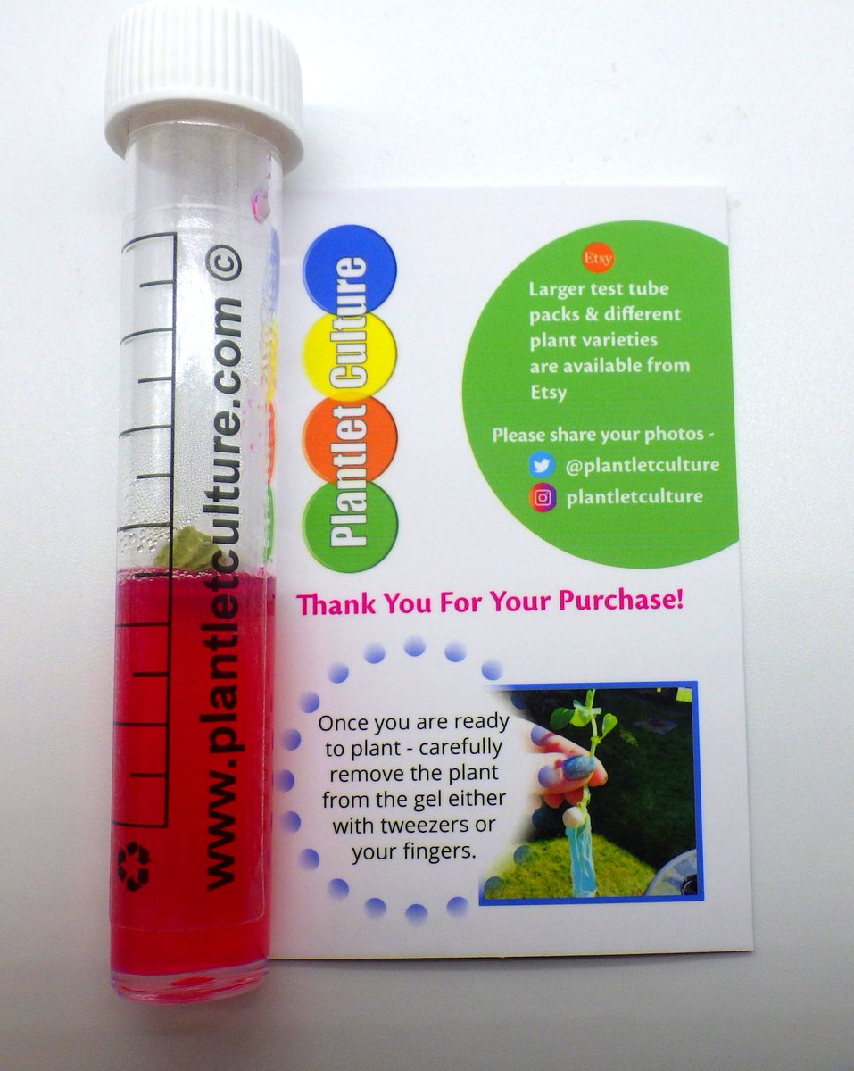 plantletculture's tweet photo. Planning a party? 🥳
Have you tried our unique party favours?
5🌟reviews Growing peas in colourful gel test tubes🌱

#MHHSBD #partytime #kids #growveg #birthday #Christmas2024 #partybag #edutwitter #GardeningX https://t.co/uXLfaocoX2