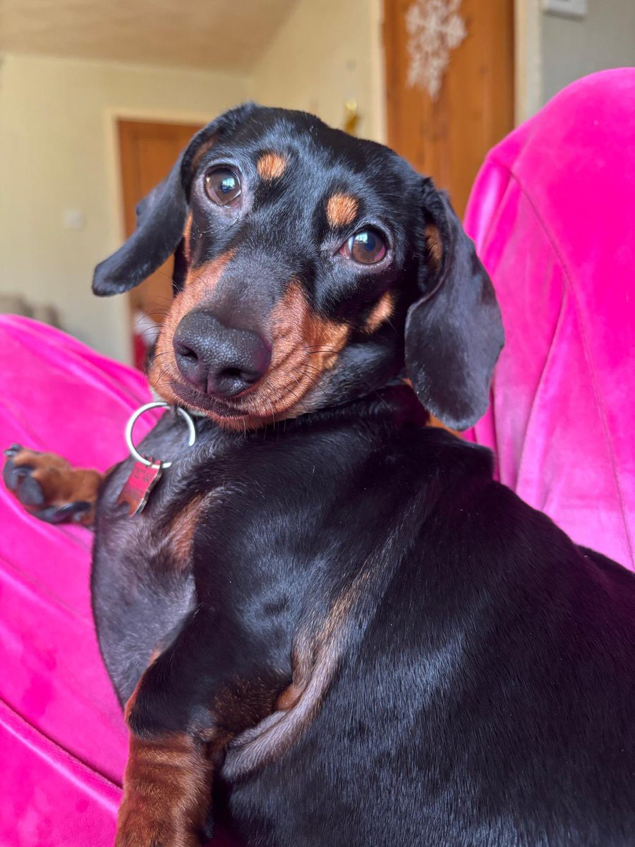 SnifferOfBooks_'s tweet image. Minnie and Reggie getting their tinder profile pics on 🐾 #pawfect