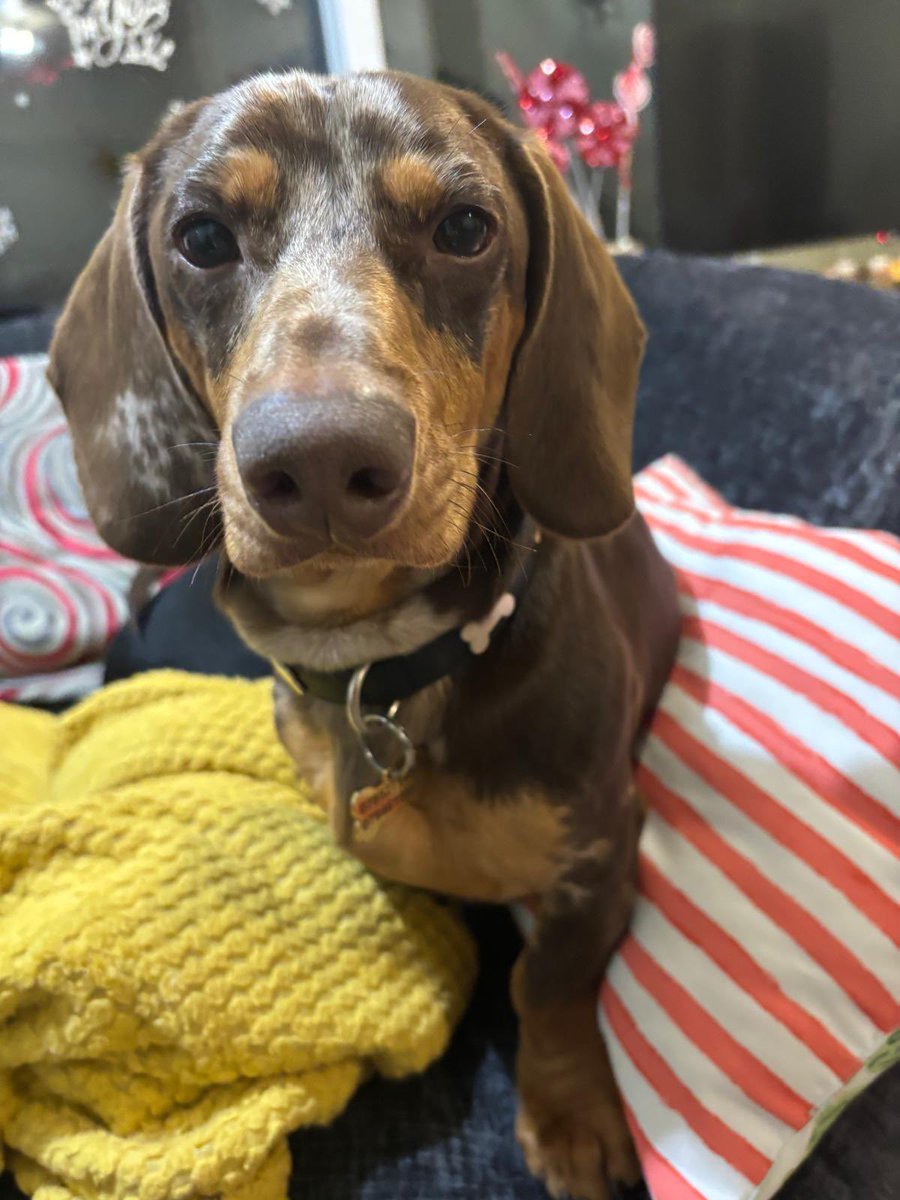 SnifferOfBooks_'s tweet image. Minnie and Reggie getting their tinder profile pics on 🐾 #pawfect