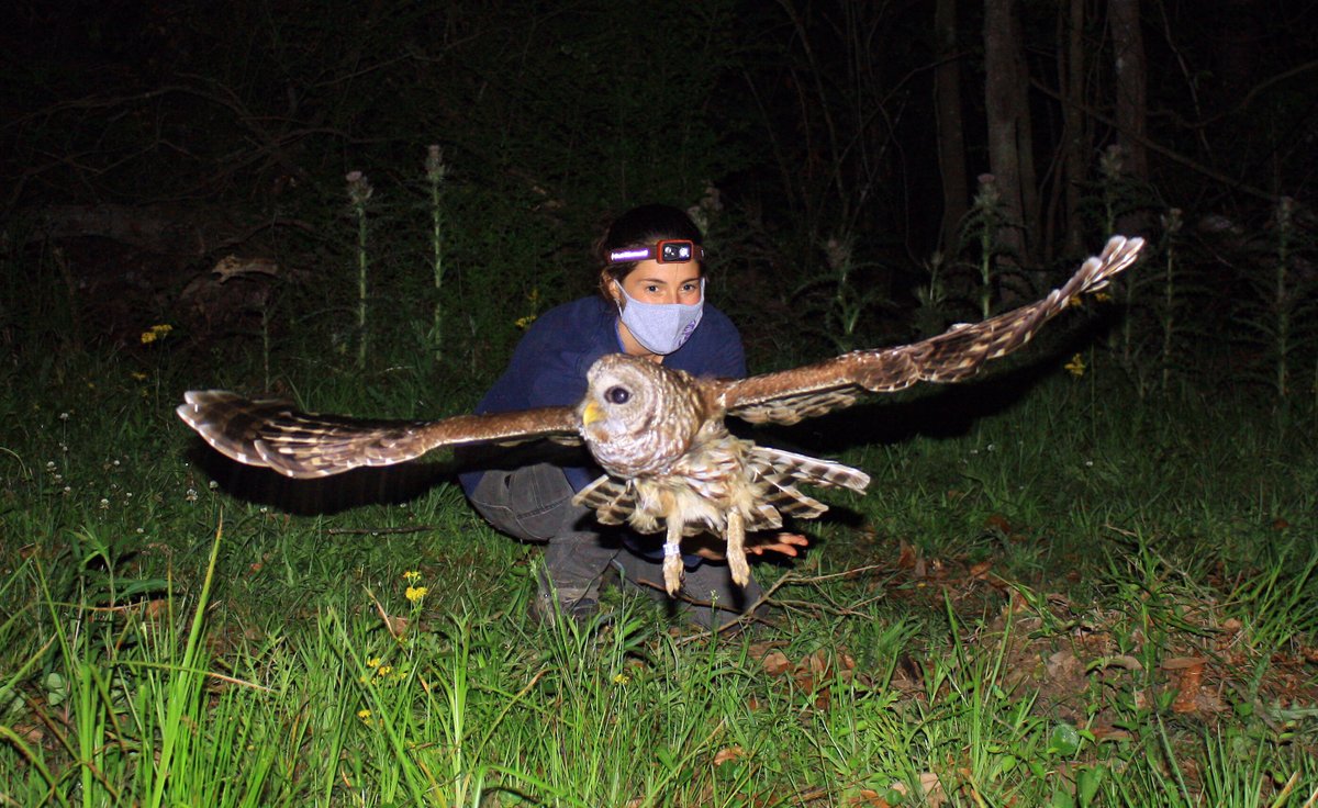 Vitek Jirinec (@vitekjirinec) on Twitter photo Barred Owls in Louisiana: learn how owls move through urban areas by night AND day, their energetics, and how this relates to human affluence (spoiler: they prefer richer areas). doi.org/10.1093/ornith…, <a href="/AmOrnith/">American Ornithological Society</a> @OrnithApplic Barred Owls in Louisiana: learn how owls move through urban areas by night AND day, their energetics, and how this relates to human affluence (spoiler: they prefer richer areas). doi.org/10.1093/ornith…, <a href="/AmOrnith/">American Ornithological Society</a> @OrnithApplic