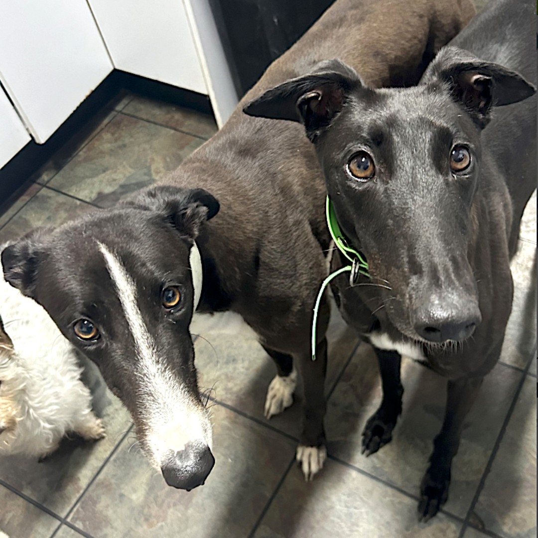 GAPNSW's tweet image. Where’s our breakfast?  The look of love… and the wait for brekkie! 💛 🍳🍴 

⏰ What time does your greyhound like breakfast?

These two, will be at Petbarn Wagga, Sat, Dec 14th! Meet Tootie and Maisie!  🐕

📍gapnsw.com.au/events/adoptio…

#GreyhoundLife #BreakfastTime