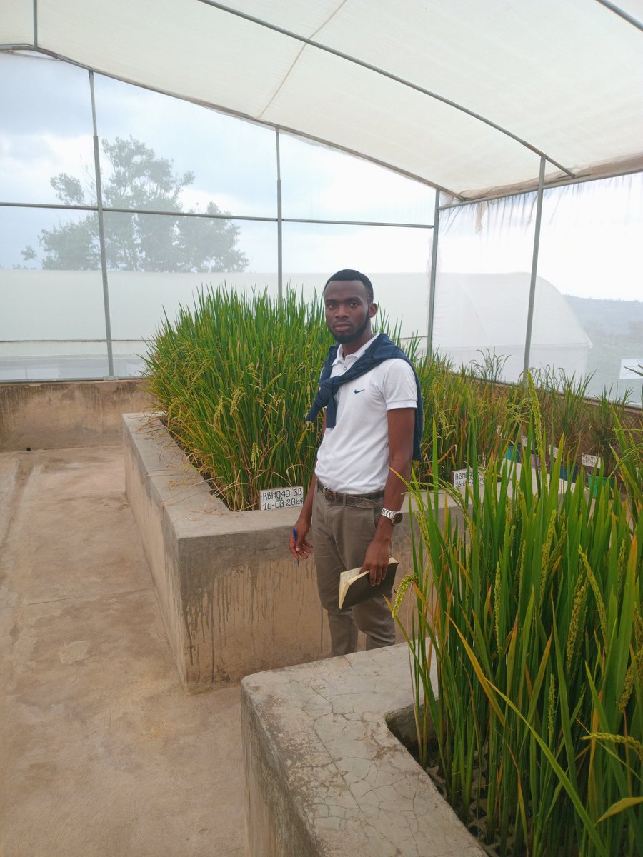 N_SmartFarmer's tweet photo. Day 2 of field visit I was surprised by upland rice cultivated in #RAB and lowland rice cultivated in #ScreenHouse https://t.co/1o3kb9KbJr