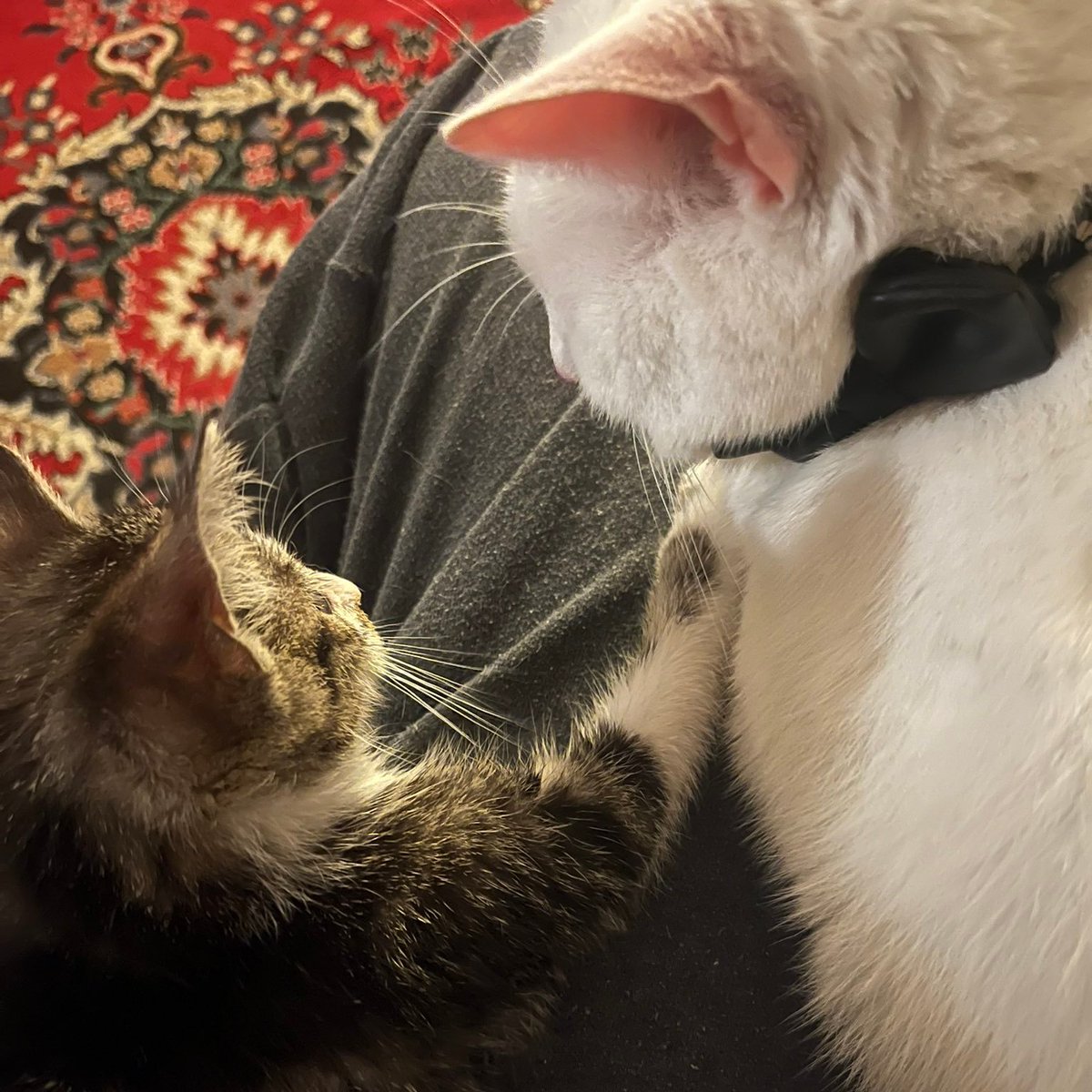 Soo Brownell🐳🦋 tweet media