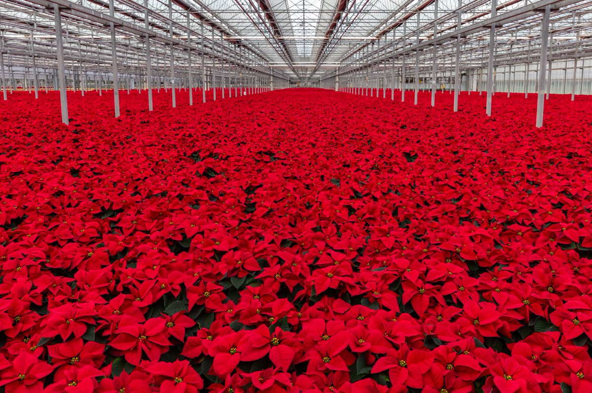 MetrolinaGreenhouses (@metrolinaghs) on Twitter photo #HappyNationalPoinsettiaDay! “Red flowers often represent deep love and celebrations,” which reflects this winter season of giving, as we gather with families and friends. #Celebrate by bringing home your own selection. They love to be purchased in pairs or families!😉 #HappyNationalPoinsettiaDay! “Red flowers often represent deep love and celebrations,” which reflects this winter season of giving, as we gather with families and friends. #Celebrate by bringing home your own selection. They love to be purchased in pairs or families!😉