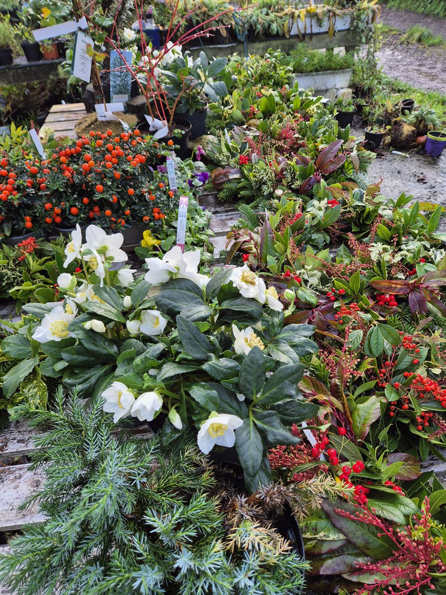 We are open this weekend-
Sat.11.00am-5.00pm
Sun.12.00-5.00pm
The natural place for Quality Christmas trees &amp;wreaths.
<a href="/Weekendgardence/">John Hosford</a> 
Bandon 8km
Clonakilty 12km
Signposted off N71&amp;R586
Credit Cards accepted