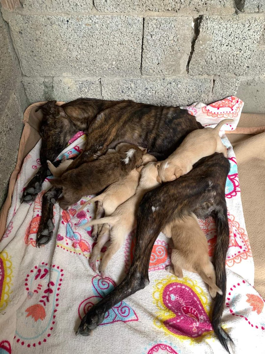 Τωρα θα σας δείξω τι εστί ΜΑΝΑ στο ζωικό βασίλειο....Σκυλιτσα οστεωμενη  βρέθηκε μεσα στην μέση του πουθενά, αναμεσα σε κατι χαλάσματα να θηλάζει τα μωρα της για να ζήσουν! Χωρίς τροφη, χωρις νερό να παλεύει μονη!
ΜΑΝΑ ΥΠΟΔΕΙΓΜΑ και είναι απλα 1 ζωο γαμιόλες! 🤬  #αστυνομικός