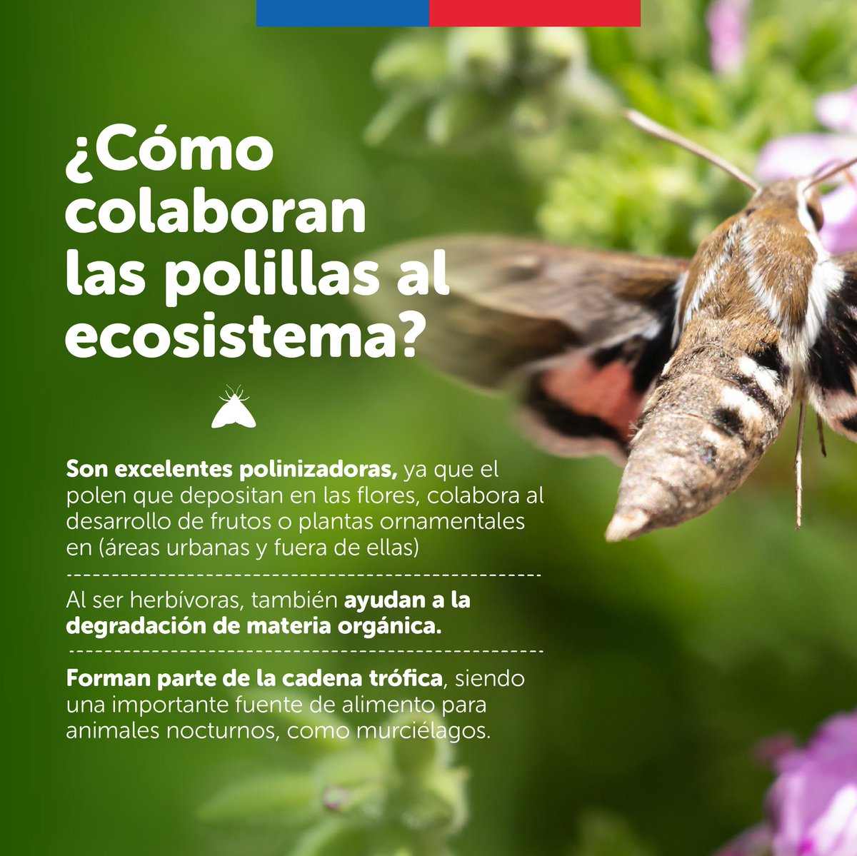 Ministerio del Medio Ambiente tweet media