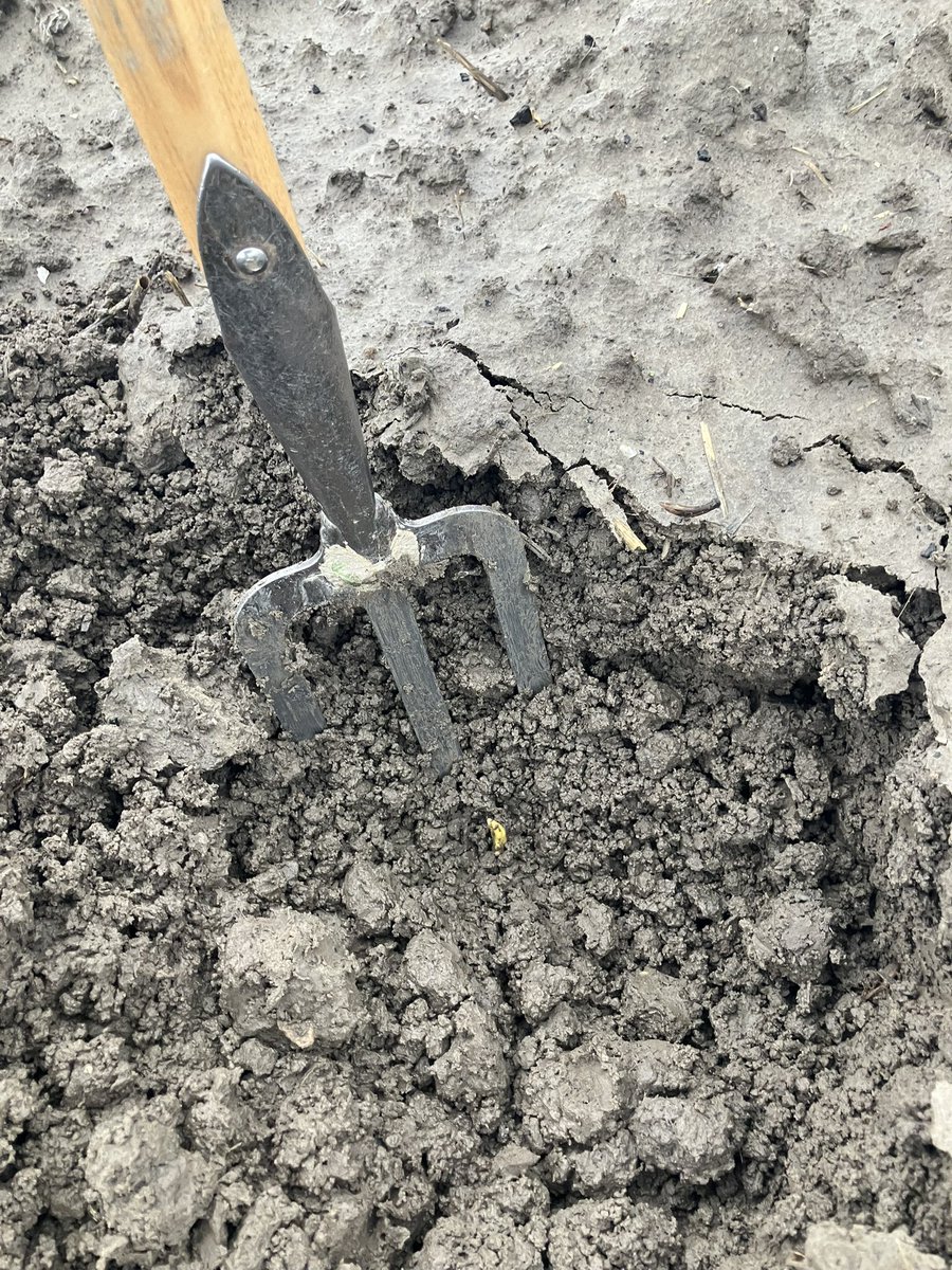 Vandaag demo aangelegd en gespoten in de #tulpen we testen komende periode verschillende strategieën onkruid bestrijding. Dit is en blijft een uitdaging de komende jaren #akker #oogst25 <a href="/iperen_nl/">Van Iperen</a>