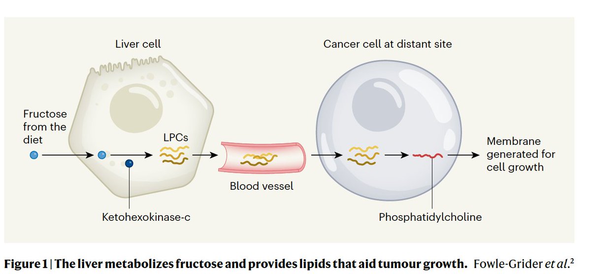 Eric Topol (@erictopol) on Twitter photo Another mode of cancer hijacking discoveredāthe liver converts dietary fructose into lipids used my cancer cells to proliferate
nature.com/articles/s4158ā¦
<a href="/Nature/">nature</a>
nature.com/articles/d4158ā¦
<a href="/NatureNV/">Nature News & Views</a> <a href="/SophiaLunt/">Sophia Lunt</a> Another mode of cancer hijacking discoveredāthe liver converts dietary fructose into lipids used my cancer cells to proliferate
nature.com/articles/s4158ā¦
<a href="/Nature/">nature</a>
nature.com/articles/d4158ā¦
<a href="/NatureNV/">Nature News & Views</a> <a href="/SophiaLunt/">Sophia Lunt</a>