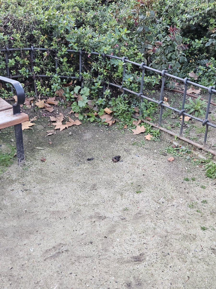 1parquedeverdad's tweet photo. Este parque es una auténtica MIERDA. De un vistazo, mientras columpio a mi hija, veo 6 cacas de perro rodeando a los niños del barrio. Indignante! ¿Qué vais a hacer? @JMDTetuan @PSOEtetuan @pptetuan @mas_tetuan @GomezAngulo @policiademadrid https://t.co/Kh5Rgj4l3S