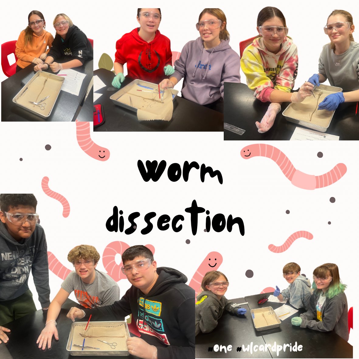 WLMS Biology students had their first dissection today. They dissected an earthworm. Fun experience. 🟥 🐛 🟨  #wlcardpride #one