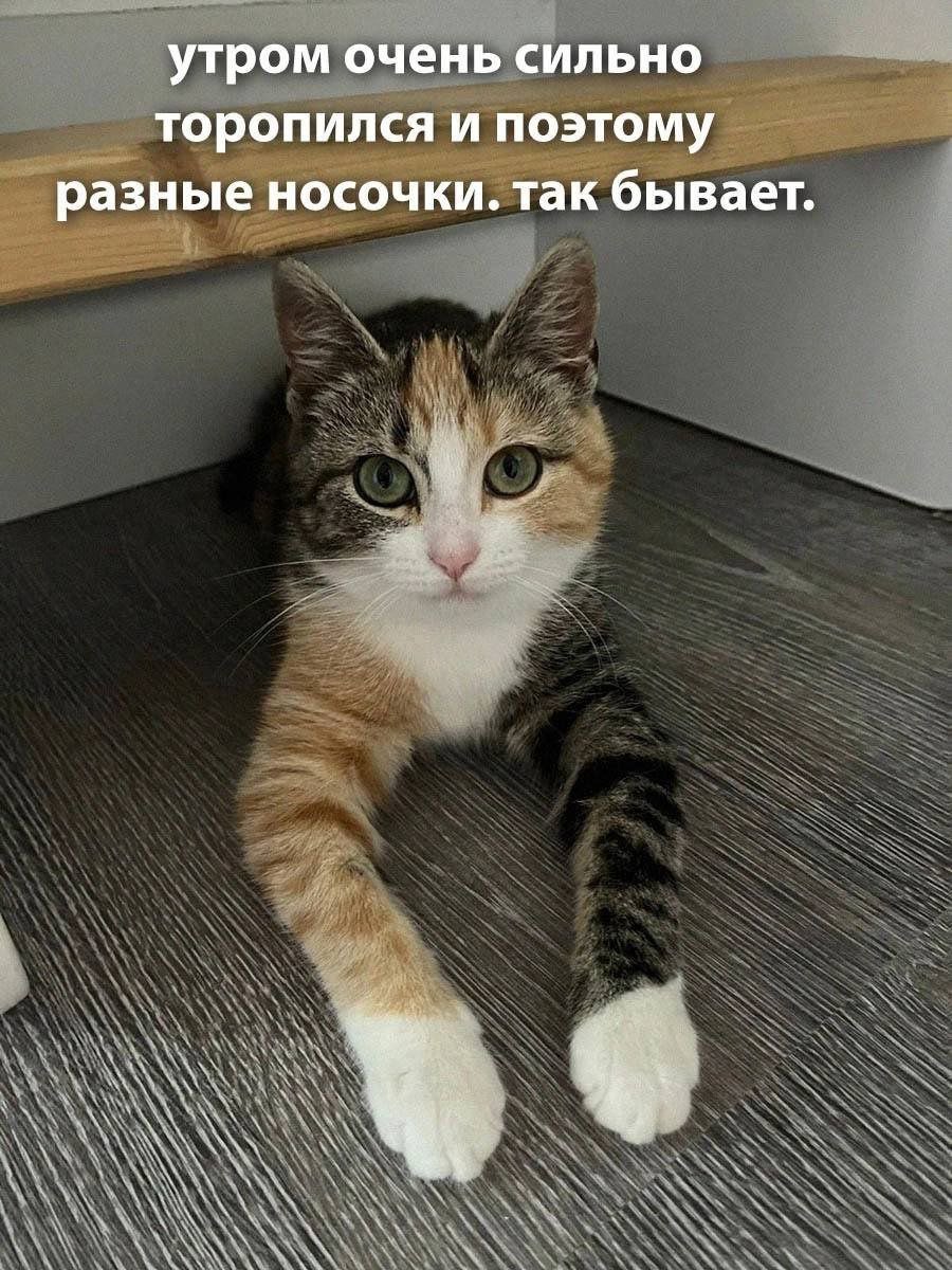 cats, i love cats (@catsilcats) on Twitter photo 