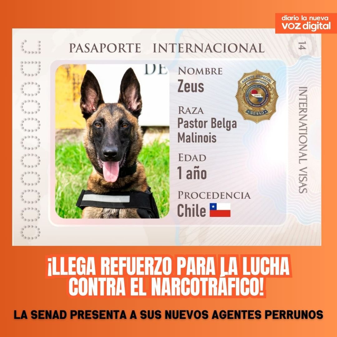 lavozdigital_py's tweet photo. 🐾 La SENAD presenta a sus nuevos agentes perrunos 🐕😍

¡Bienvenidos a la lucha, nuevos héroes de cuatro patas! 🦮👮‍♂️

Conoce más detalles aquí 👉 https://t.co/p2lNnVGGTf 

#LaNuevaVozDigitalPy #SENAD #LuchaContraElNarcotráfico #AgentesCaninos #PerrosDetectores https://t.co/fDgik2FIPN