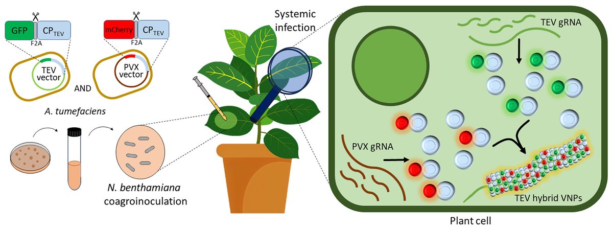 Production of plant virus-derived hybrid nanoparticles decorated with different nanobodies against SARS-CoV-2. A synergic co-infection strategy allows assembling hybrid viral nanoparticles with different decorations. doi.org/10.1021/acsnan…