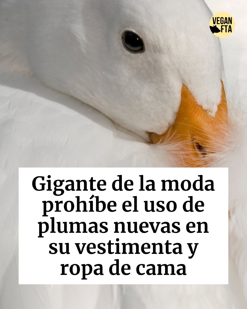 VeganFTAEspanol's tweet photo. La segunda cadena de ropa más grande del mundo se comprometió a dejar de abastecerse de plumas nuevas para cualquiera de sus marcas 🦆
👉 Lee la nota en inglés en https://t.co/r7OqYZrQwK
🤓 Otras notas en español en https://t.co/FGKI4tn1T0
#prendasdevestir #ropademoda #patos https://t.co/VW0szZh4hl