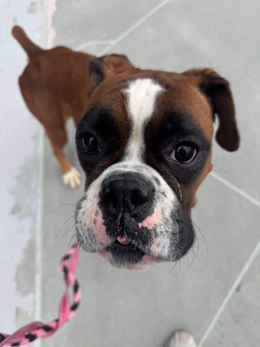 Meet Stella, The NEW 96.5 + Bennett's #PetOfTheWeek! This 2-year-old Boxer is full of energy, love, and joy. Despite a tough past, she's social, eager to meet people, and loves attention. She’s also open to meeting kids. Plus, her friend Nova Lee is still looking for a home too!
