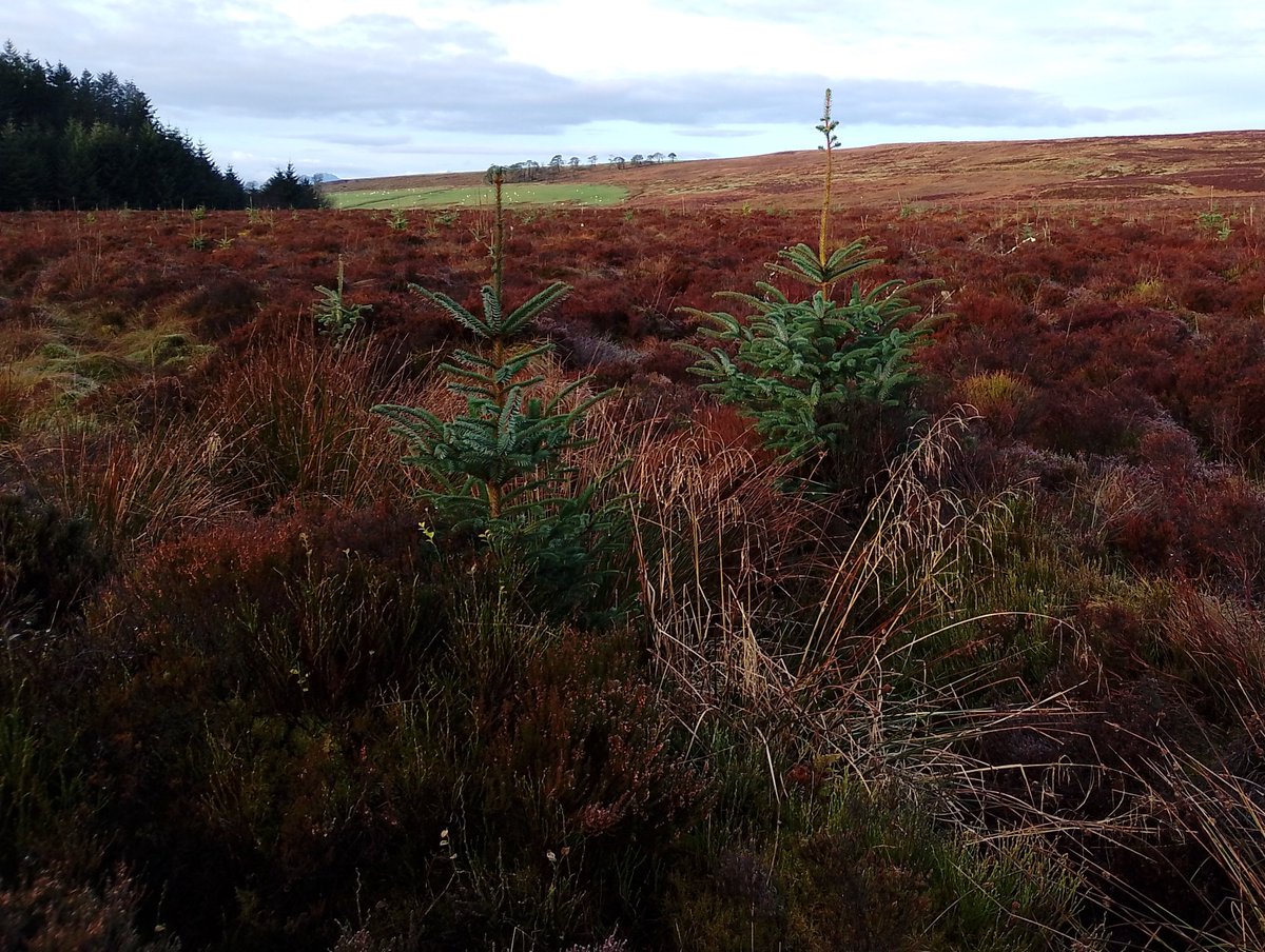 INCC (@inccymru) on Twitter photo We are looking into the impacts of Conifer regen in Wales, particularly on our open habitats, protected sites & wildlife. If you have any information (research, contacts etc) or photos to illustrate the issue, please do get in touch, or email info@incc.wales. Thank you. Please RT We are looking into the impacts of Conifer regen in Wales, particularly on our open habitats, protected sites & wildlife. If you have any information (research, contacts etc) or photos to illustrate the issue, please do get in touch, or email info@incc.wales. Thank you. Please RT