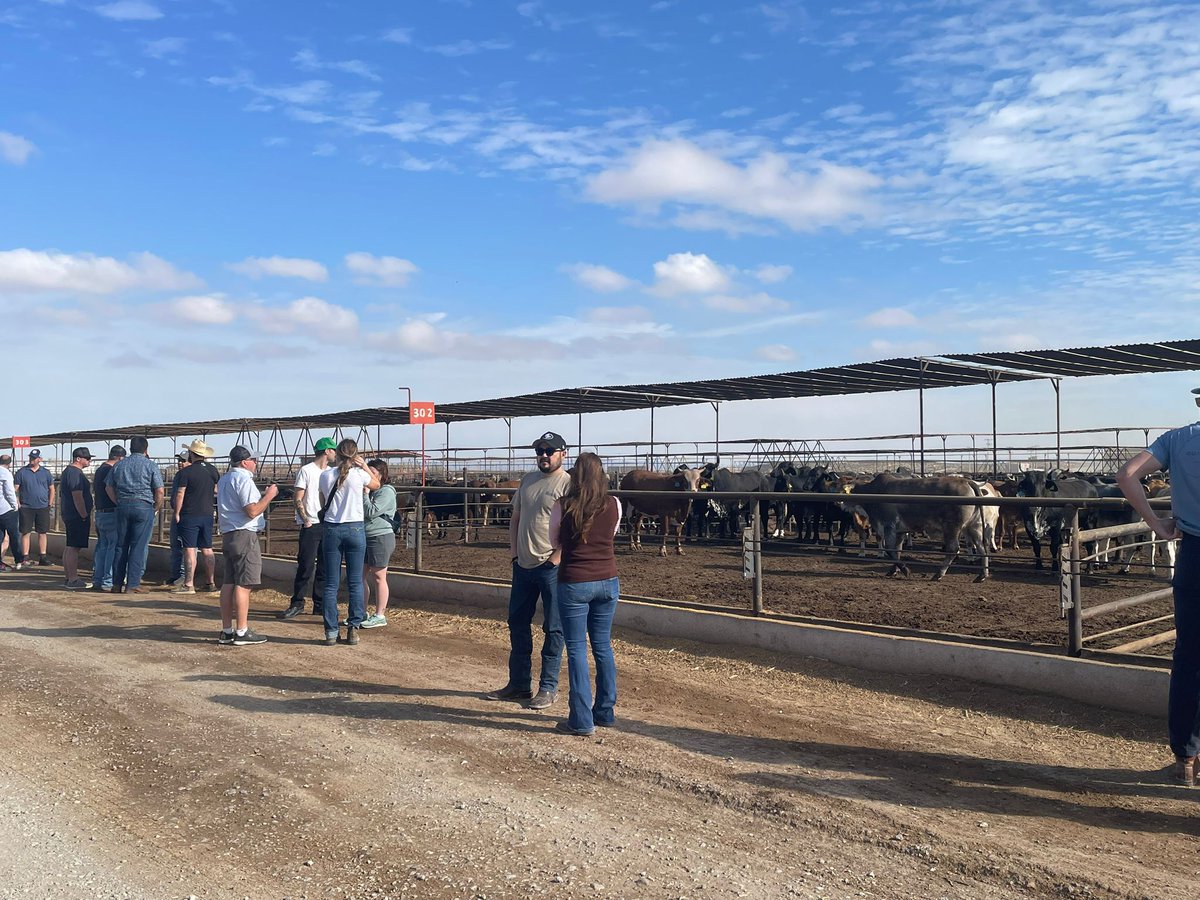 AB Cattle Feeders Association tweet media