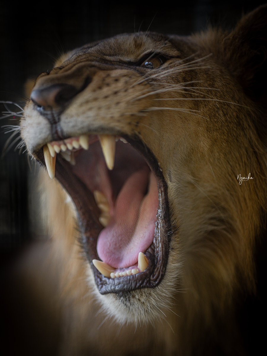 AmanyaStuartJr's tweet photo. Nothing like the raw power and majesty of lions 🦁. Seeing them up close is a reminder of why they’re the true kings of the wild!

#ExploreUganda | #SupportLocalTourism https://t.co/2F5JwPuX69