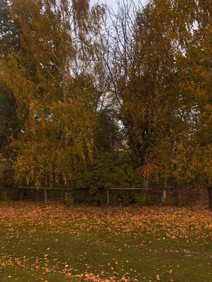 visualtherapy0's tweet image. entering into winter after making some of the best memories of the year in Fall 🍁🍂