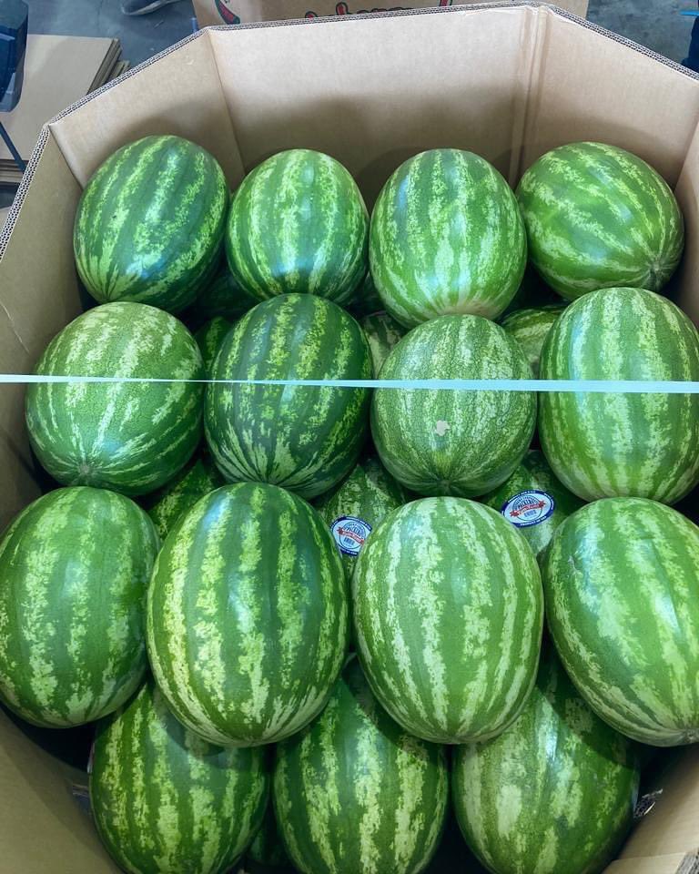 Hoy comienza el congreso del Melón y Sandía! Te invitamos a conocer nuestra genética en sandías 🍉, en las parcelas demostrativas. 
-
• Big Jack, seedless crimson, gran calidad de fruta y alto rendimiento. 
• Red Amber, Excelente adaptación y altos rendimientos.
-
#enzazaden