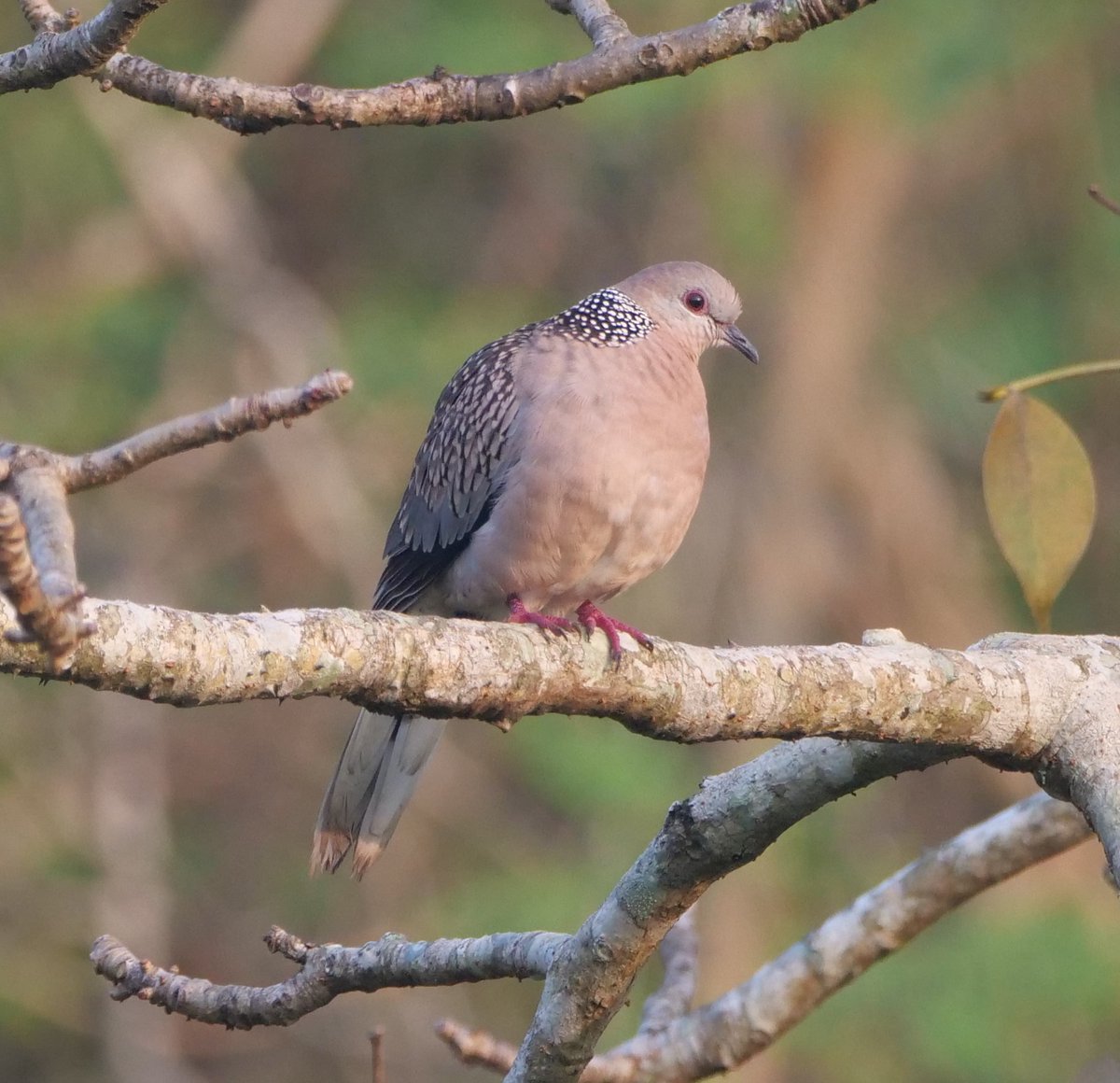 FosterCooper29's tweet photo. Goa 2 of 4. Lesser Adjutant, Black-headed Ibis, White-throated Kingfisher and Spotted Dove. https://t.co/nLnPh8l2PX