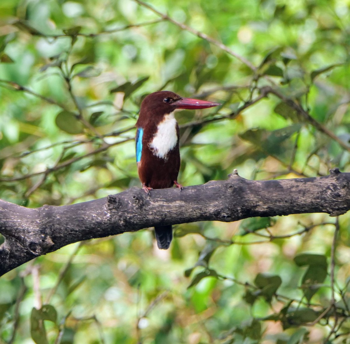 FosterCooper29's tweet photo. Goa 2 of 4. Lesser Adjutant, Black-headed Ibis, White-throated Kingfisher and Spotted Dove. https://t.co/nLnPh8l2PX