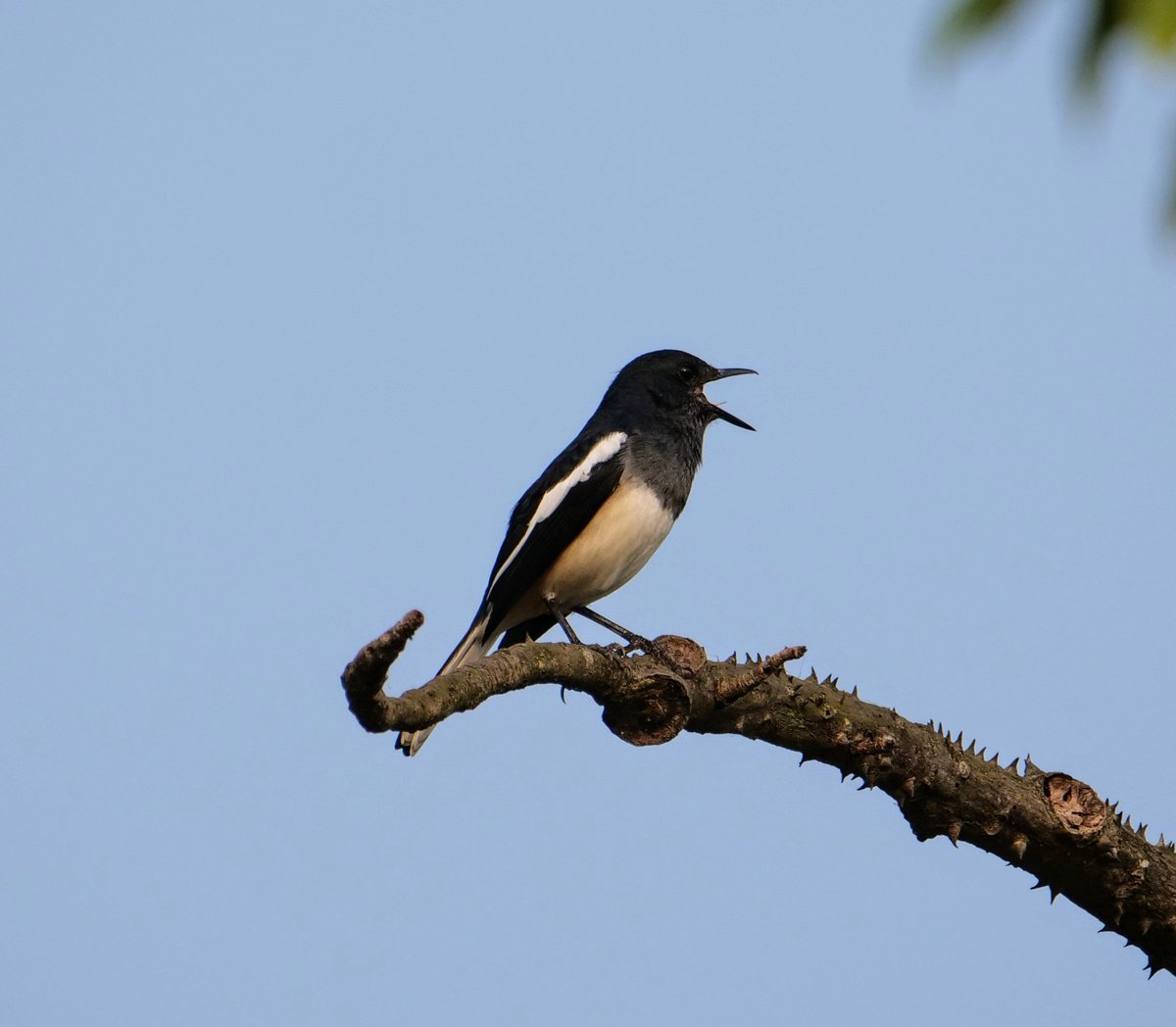 FosterCooper29's tweet photo. Our first visit to Goa. Oriental Magpie Robin - male, Pied Paddy Skimmer - male, Brahminy Kite and Red-wattled Lapwing https://t.co/qSEhqNWZL1